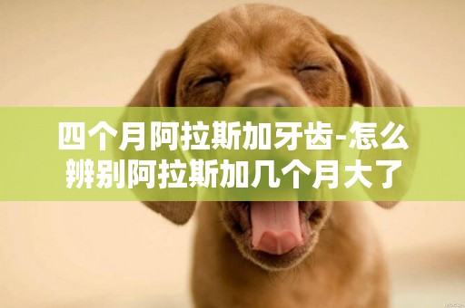四個月阿拉斯加牙齒-怎么辨別阿拉斯加幾個月大了