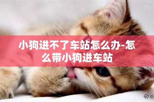 小狗進不了車站怎么辦-怎么帶小狗進車站