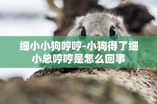 細小小狗哼哼-小狗得了細小總哼哼是怎么回事