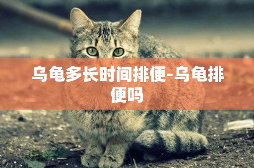 烏龜多長時間排便-烏龜排便嗎