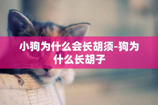 小狗為什么會長胡須-狗為什么長胡子