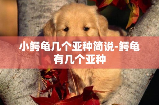 小鱷龜幾個亞種簡說-鱷龜有幾個亞種
