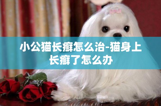 小公貓長癬怎么治-貓身上長癬了怎么辦