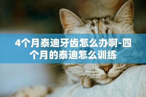 4個月泰迪牙齒怎么辦啊-四個月的泰迪怎么訓練