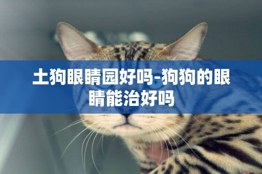 土狗眼睛園好嗎-狗狗的眼睛能治好嗎