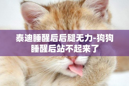 泰迪睡醒后后腿無力-狗狗睡醒后站不起來了