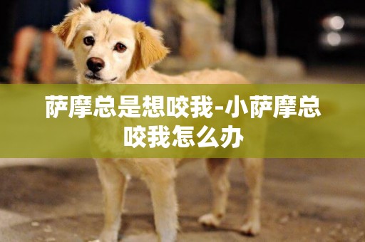 薩摩總是想咬我-小薩摩總咬我怎么辦