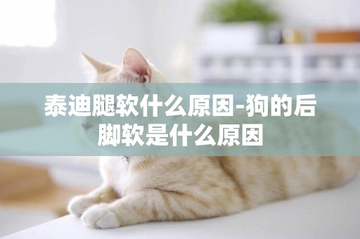 泰迪腿軟什么原因-狗的后腳軟是什么原因
