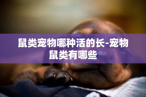鼠類寵物哪種活的長-寵物鼠類有哪些