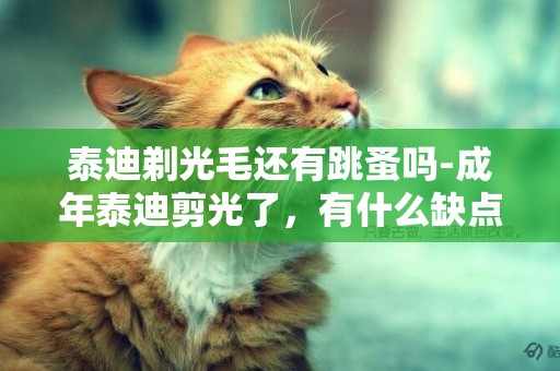 泰迪剃光毛還有跳蚤嗎-成年泰迪剪光了，有什么缺點，因為有跳蚤