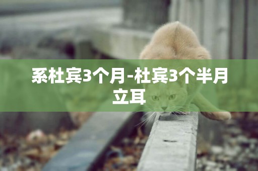 系杜賓3個月-杜賓3個半月立耳