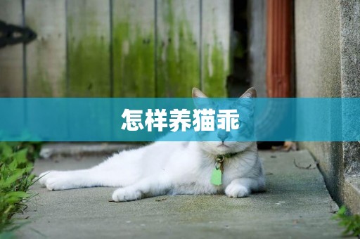 怎樣養貓乖