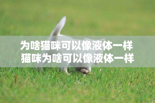為啥貓咪可以像液體一樣 貓咪為啥可以像液體一樣