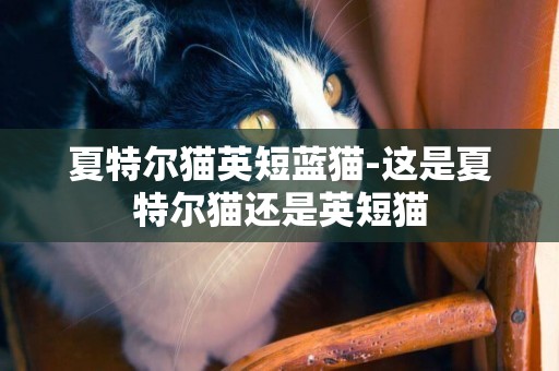 夏特爾貓英短藍貓-這是夏特爾貓還是英短貓