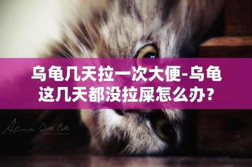 烏龜幾天拉一次大便-烏龜這幾天都沒拉屎怎么辦？