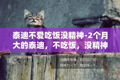 泰迪不愛吃飯沒精神-2個月大的泰迪，不吃飯，沒精神，是怎么回事?