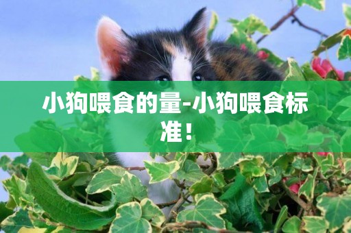 小狗喂食的量-小狗喂食標準！