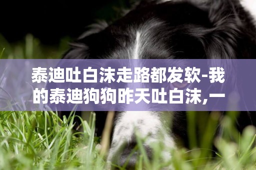 泰迪吐白沫走路都發軟-我的泰迪狗狗昨天吐白沫,一夜之后站都站不起來了