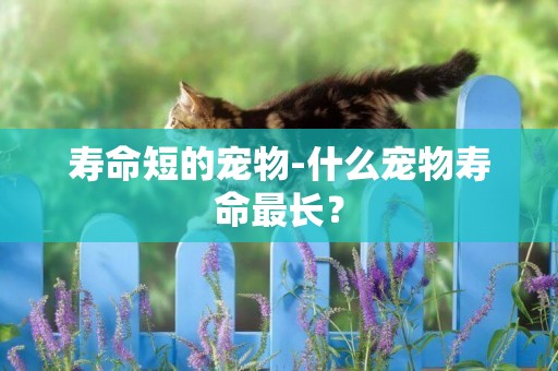 壽命短的寵物-什么寵物壽命最長？