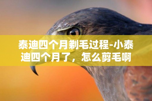 泰迪四個月剃毛過程-小泰迪四個月了，怎么剪毛啊