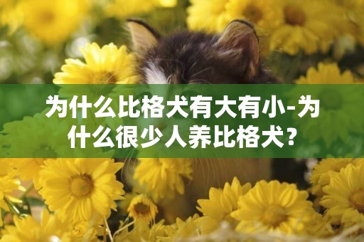 為什么比格犬有大有小-為什么很少人養比格犬？