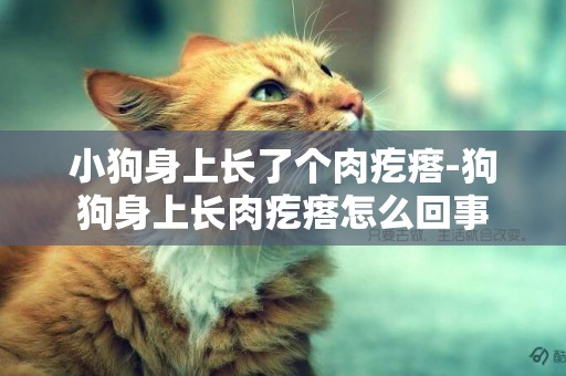 小狗身上長了個肉疙瘩-狗狗身上長肉疙瘩怎么回事