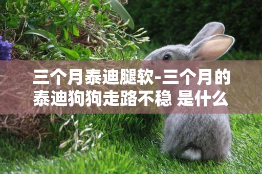 三個月泰迪腿軟-三個月的泰迪狗狗走路不穩 是什么原因啊