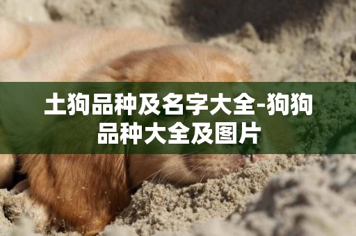 土狗品種及名字大全-狗狗品種大全及圖片