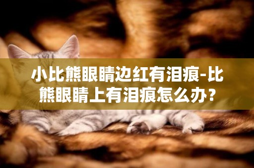小比熊眼睛邊紅有淚痕-比熊眼睛上有淚痕怎么辦？
