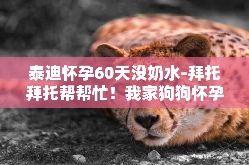 泰迪懷孕60天沒奶水-拜托拜托幫幫忙！我家狗狗懷孕60多天了還不生小狗，而且也沒有奶，怎么辦啊？狗媽