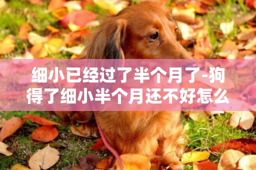 細小已經過了半個月了-狗得了細小半個月還不好怎么辦