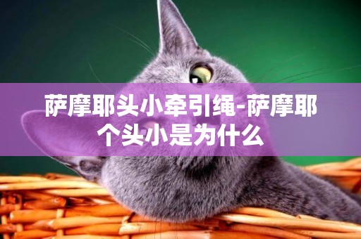 薩摩耶頭小牽引繩-薩摩耶個頭小是為什么