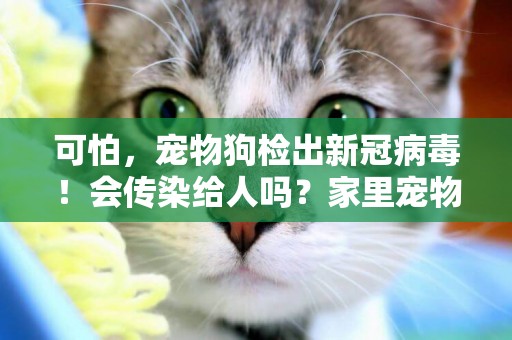 可怕，寵物狗檢出新冠病毒！會傳染給人嗎？家里寵物還能不能養？ 
