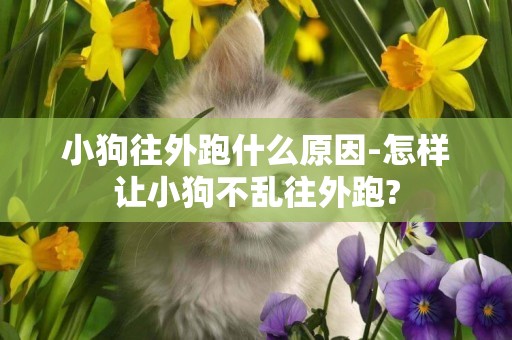 小狗往外跑什么原因-怎樣讓小狗不亂往外跑?