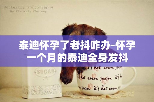 泰迪懷孕了老抖咋辦-懷孕一個月的泰迪全身發抖