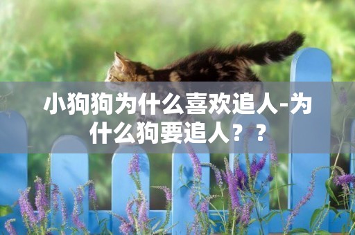 小狗狗為什么喜歡追人-為什么狗要追人？？