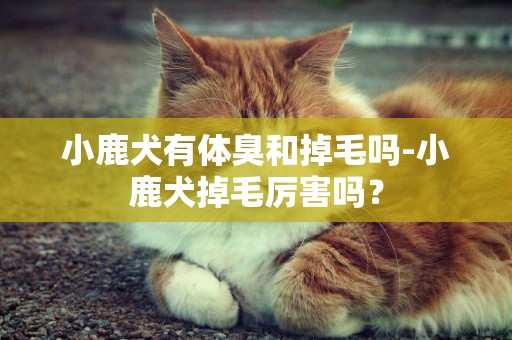 小鹿犬有體臭和掉毛嗎-小鹿犬掉毛厲害嗎？