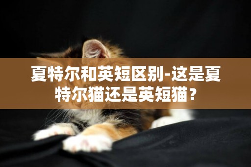 夏特爾和英短區別-這是夏特爾貓還是英短貓？