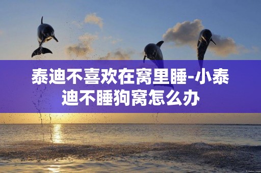 泰迪不喜歡在窩里睡-小泰迪不睡狗窩怎么辦
