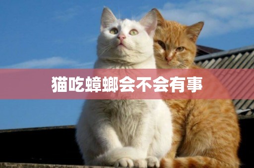 貓吃蟑螂會不會有事