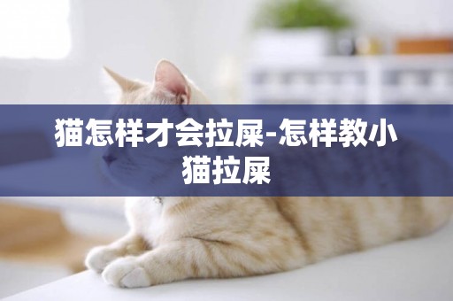 貓怎樣才會拉屎-怎樣教小貓拉屎