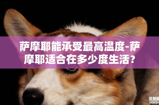 薩摩耶能承受最高溫度-薩摩耶適合在多少度生活？