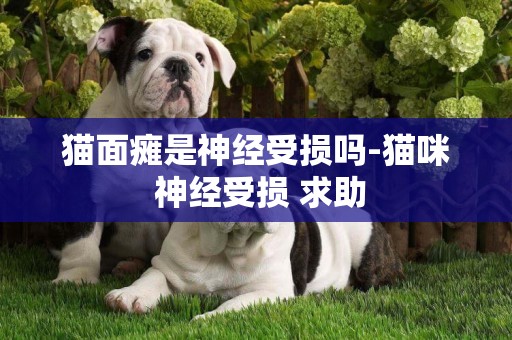 貓面癱是神經受損嗎-貓咪 神經受損 求助