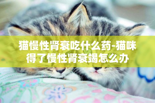 貓慢性腎衰吃什么藥-貓咪得了慢性腎衰竭怎么辦