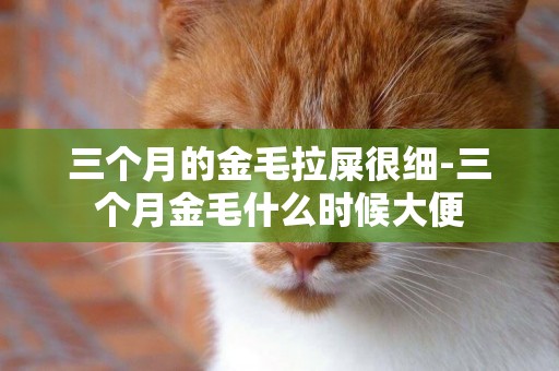 三個月的金毛拉屎很細-三個月金毛什么時候大便
