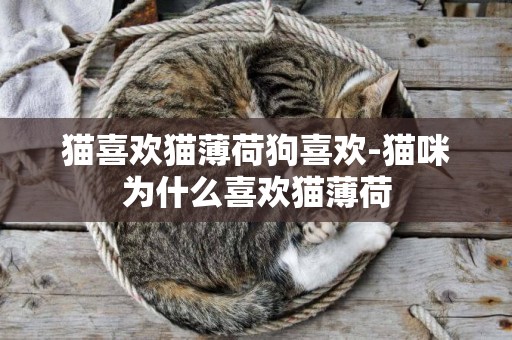 貓喜歡貓薄荷狗喜歡-貓咪為什么喜歡貓薄荷