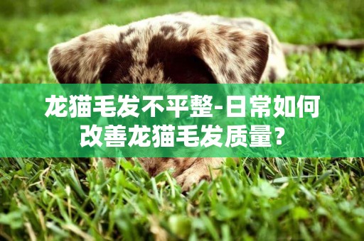 龍貓毛發不平整-日常如何改善龍貓毛發質量？
