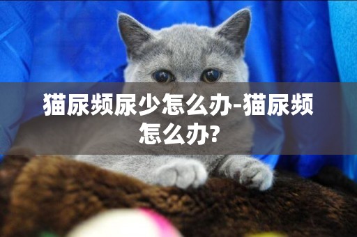 貓尿頻尿少怎么辦-貓尿頻怎么辦?