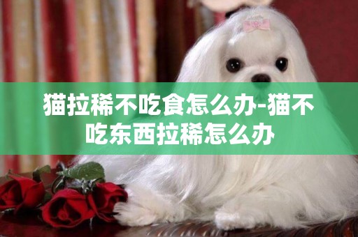 貓拉稀不吃食怎么辦-貓不吃東西拉稀怎么辦