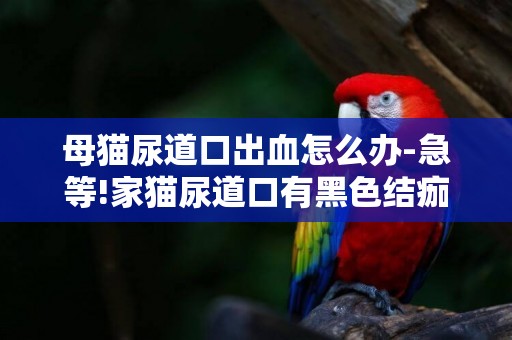 母貓尿道口出血怎么辦-急等!家貓尿道口有黑色結痂血跡!什么原因?